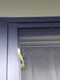 今年は大雪かな？　（予言者　カマキリ）