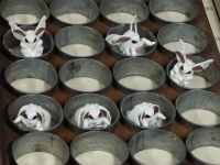 カイコの卵　養蚕と違う蚕種製造