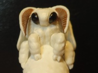 カイコ＝蚕蛾、つぶらな瞳