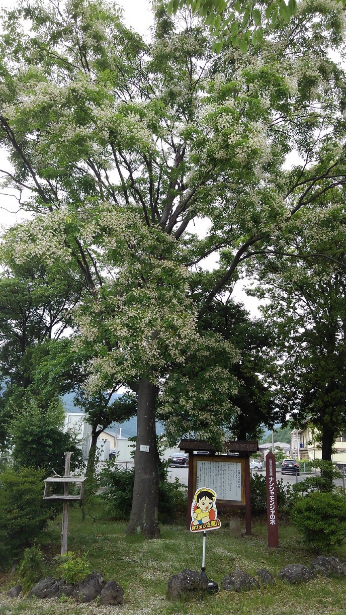 塩尻小学校のナンジャモンジャの木が満開です