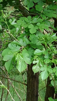 蚕種の郷１０　蚕種製造に欠かせない歩桑（ぶぐわ）の栽培