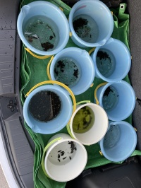 ホタルの放流準備