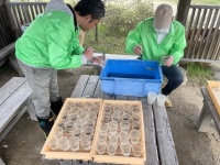 ホタル幼虫の放流