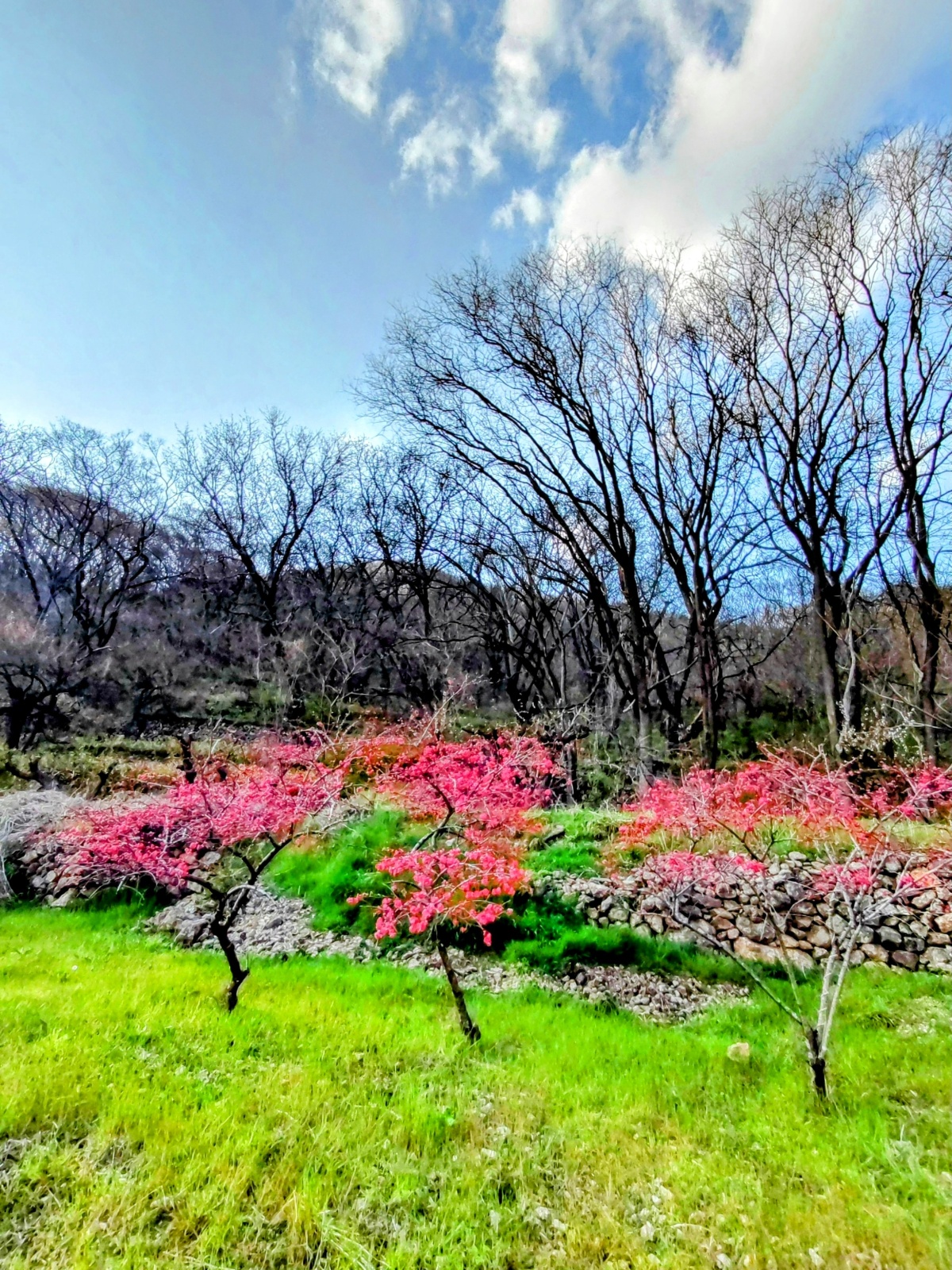 2024  春　「ねこ型花壇」こちらも開花