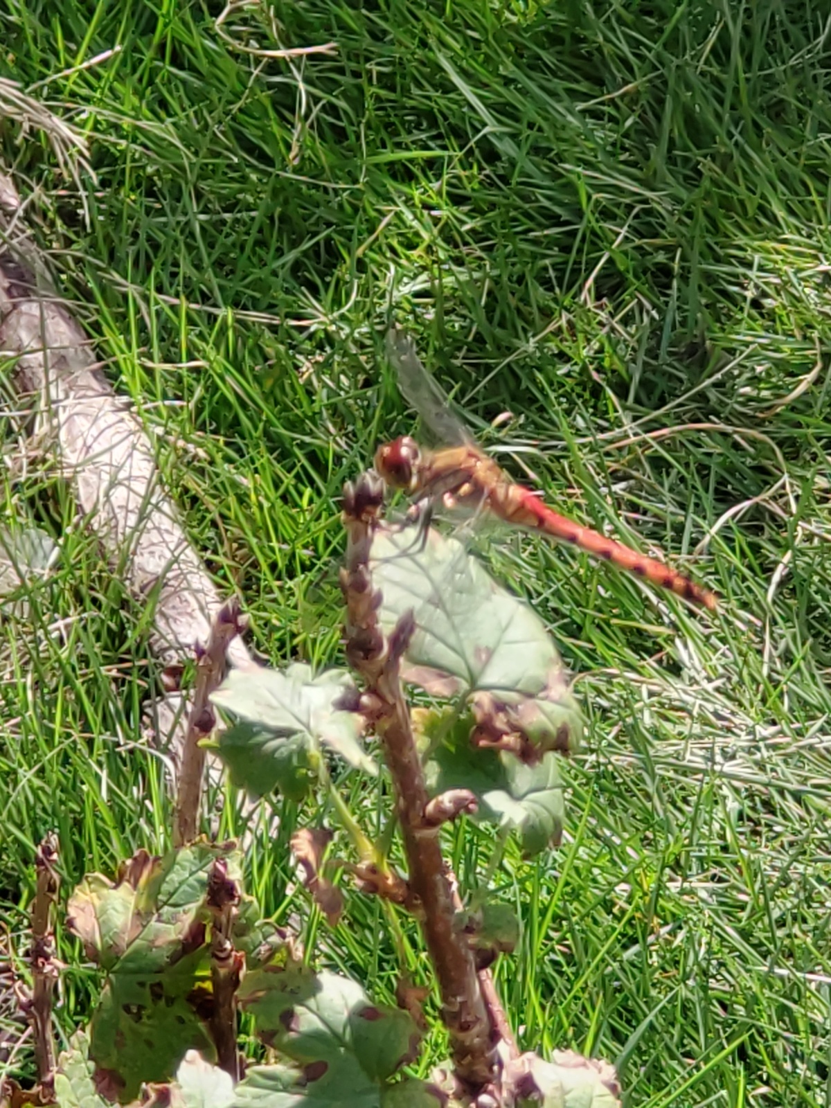 2024  9月24日  秋の庭の訪問者たち