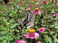 沢山の百日草とアゲハ蝶