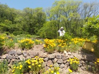 2024  5月 〜6月「ねこ型花壇」花びし草開花