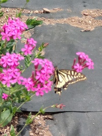 　石垣段々畑「ねこ型花壇NO1」色鮮やかに