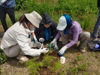 2024 （４回目） 6月　石垣「ねこ型花壇NO1」ベトナムの若者ボランティア