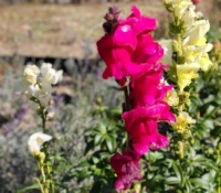 　2024 12月８日　石垣「ねこ型花壇」点検日