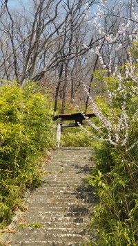 座摩神社階段の「魯桃桜」開花