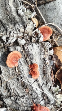 2025 3月30日 　 花桃イベント