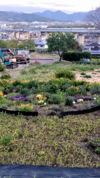 2025 5月 初旬　石垣花壇に花菱草、撫子咲く