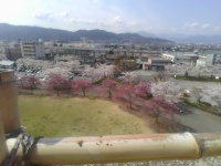 上田城から見える桜の景色