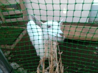 モコちゃんがえさを食べている