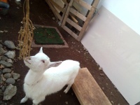 ヤギのもこちゃん大豆を食べている