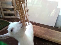 学校のスターもこちゃん