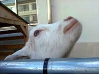 もこちゃんのよこがお