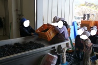 ぶどうを機械に入れる私たち