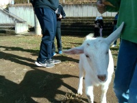 ヤギのもこちゃん