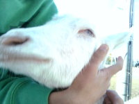 やぎのもこちゃんがあまえてるすがた