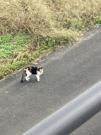 猫の通り道