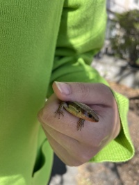 4/25 ニホントカゲ 4/25 ニホントカゲ