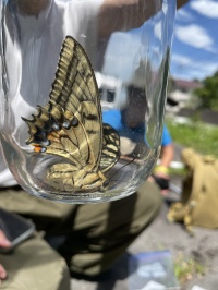 7/29 キアゲハ 7/29 キアゲハ