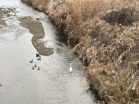 1/28 ダイサギ・マガモ 1/28 ダイサギ・マガモ