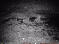 7/19 フクロウ 7/19 フクロウ