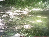 10/21 ヤマドリ 10/21 ヤマドリ