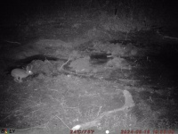 8/18 二ホンノウサギ 8/18 二ホンノウサギ