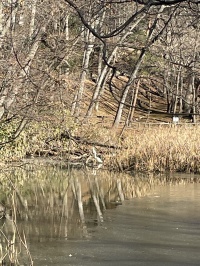 1/27 ダイサギ 1/27 ダイサギ