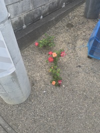 ゴミ捨て場の花