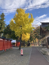 生島足島神社内のイチョウの木