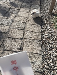 お猫様と初詣