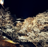 はじめての投稿　上田市の桜