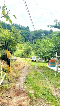 モモの収穫の一コマ