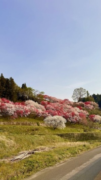 豊丘村の花桃