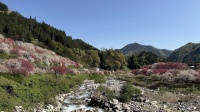 阿智村の花桃