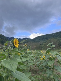 独鈷山麓ひまわり畑