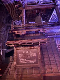 愛染かつらの木