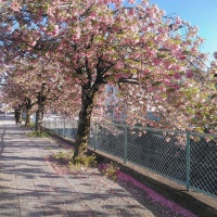 岡谷市役所横塚間川沿いの八重桜