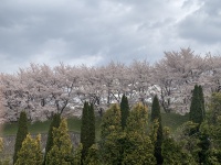 神畑の桜並木