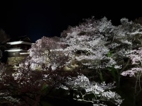 上田城の夜桜