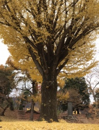上田城の銀杏の木
