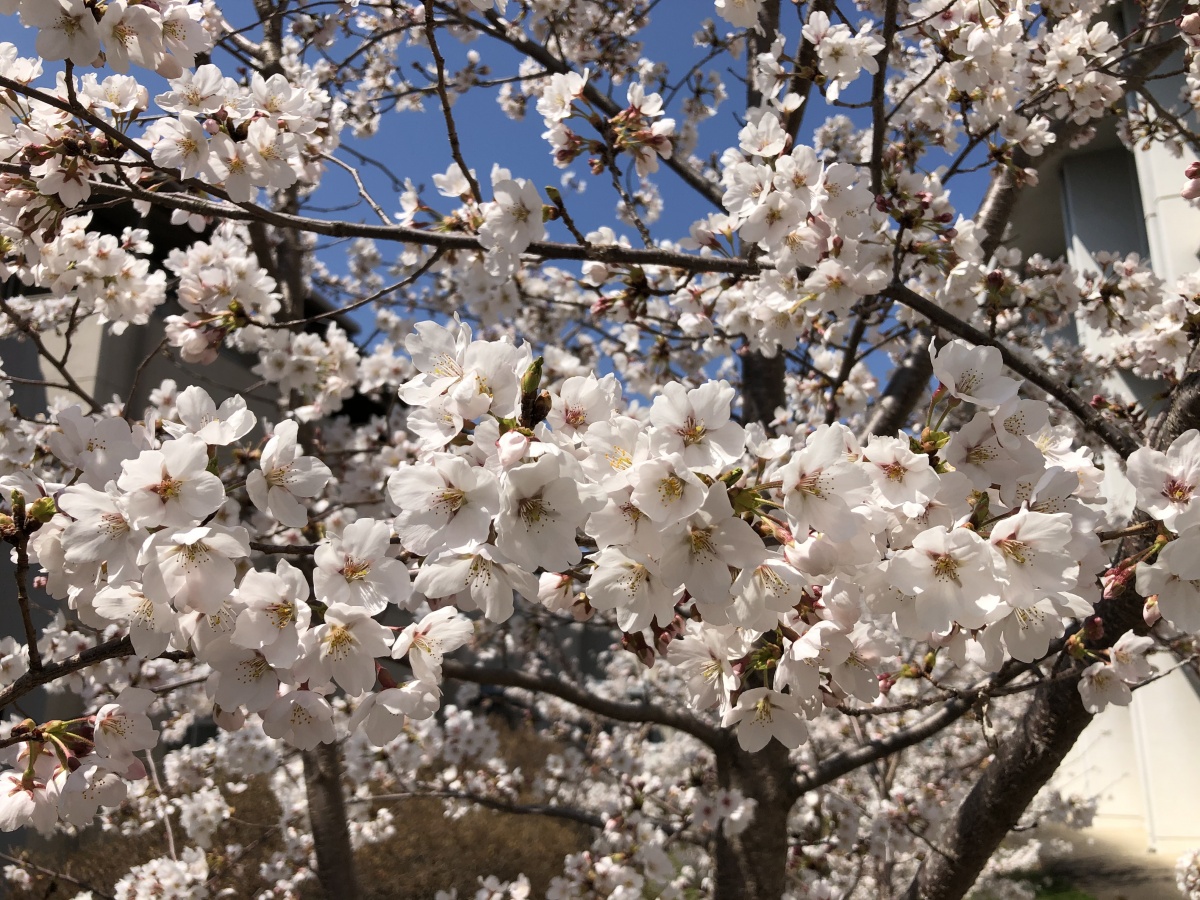 長野大学の内庭の桜