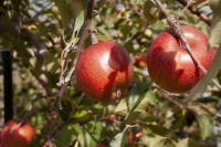 長沼地域　りんご収穫