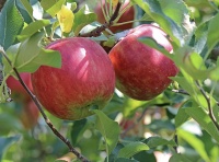 りんご農家のデジタル化