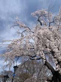 臥竜公園で見た桜